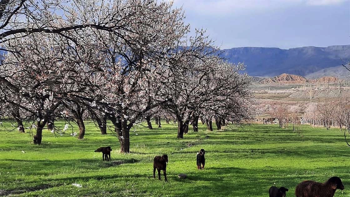 2020 Nisan Kars