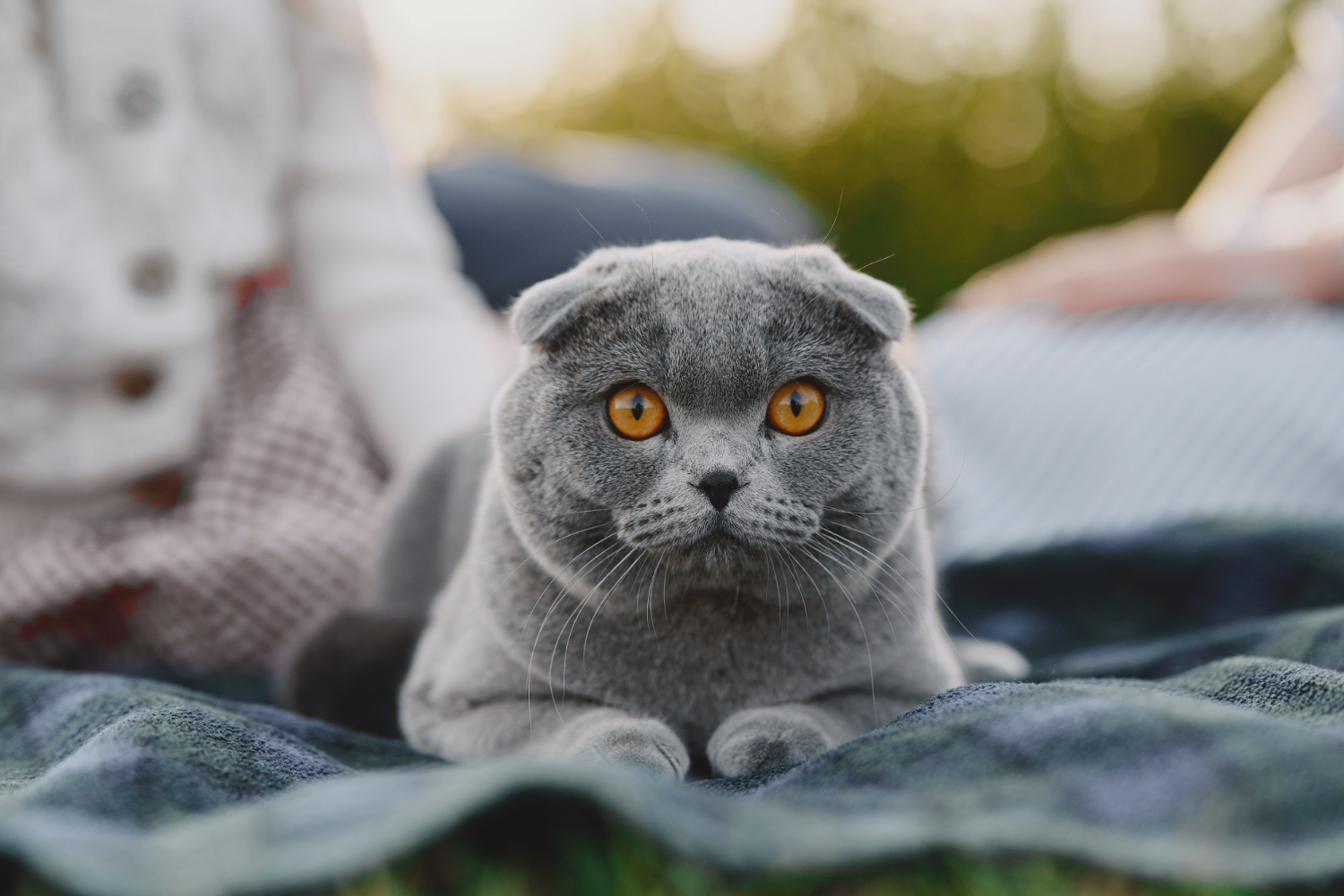 British Shorthair Beslenmesi