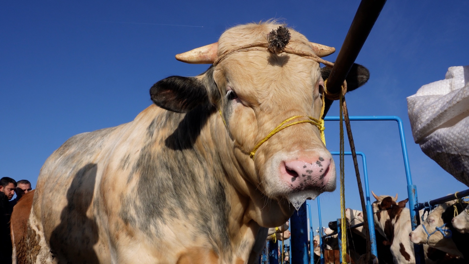 Whatsapp Image 2025 05 28 At 18.45.35 2