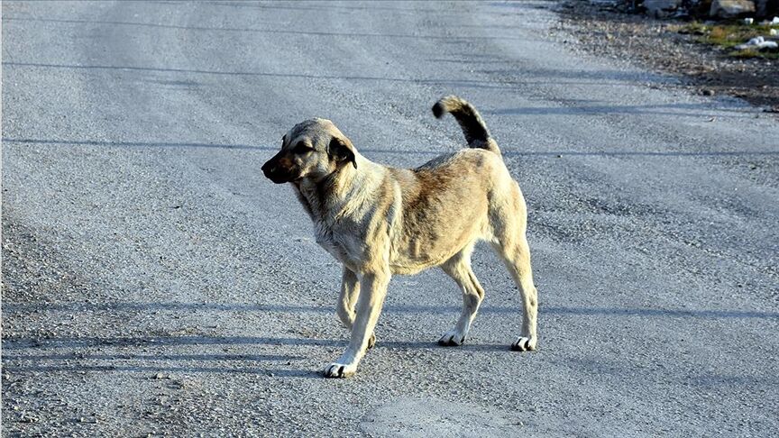 Bakan Çiftçi: “Yılbaşına kadar sokak köpeklerinin hepsini barınaklara toplatacağım”