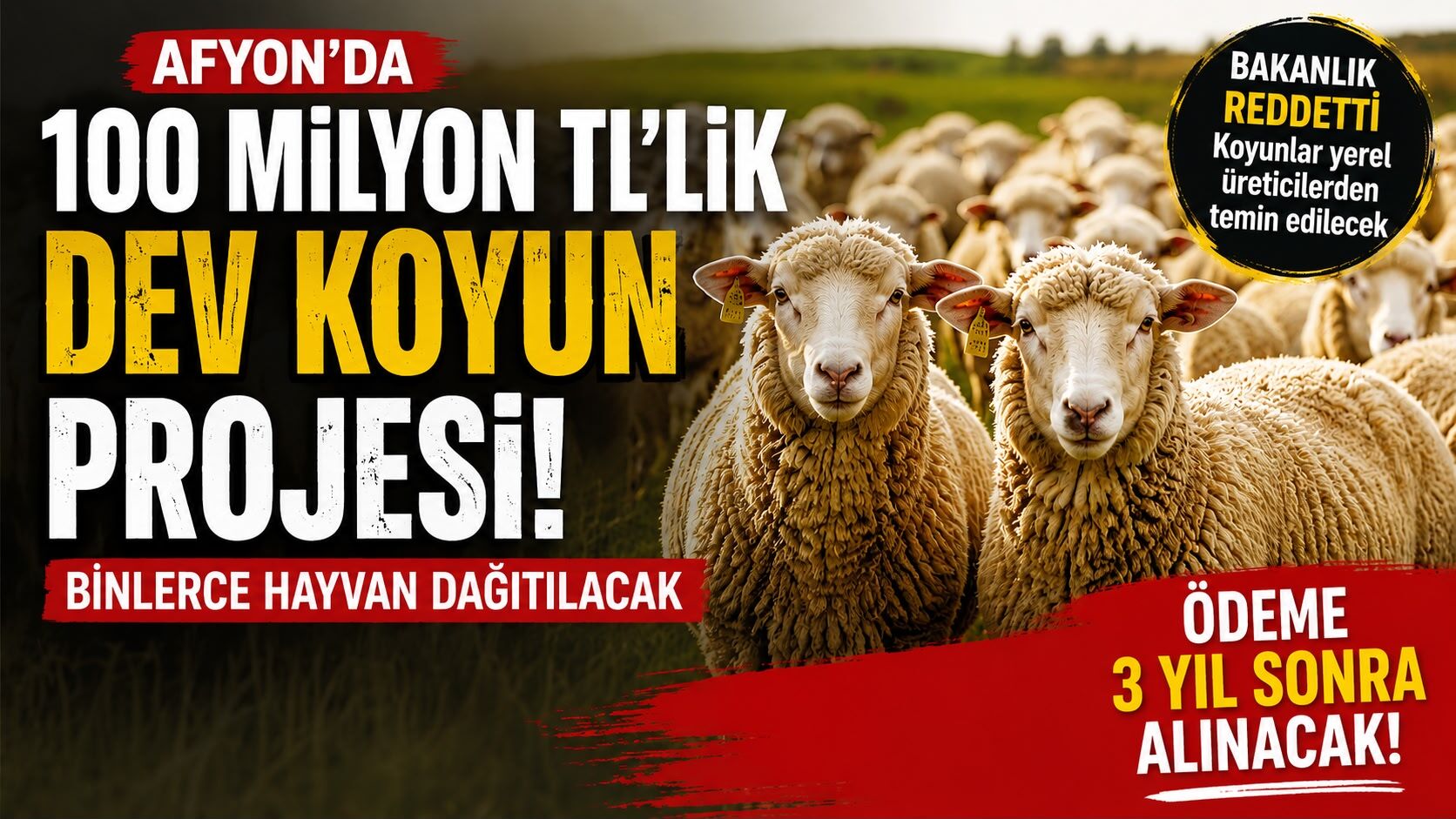 Afyon’da 100 milyon TL’lik dev koyun projesi: Binlerce hayvan dağıtılacak, ödeme 3 yıl sonra alınacak