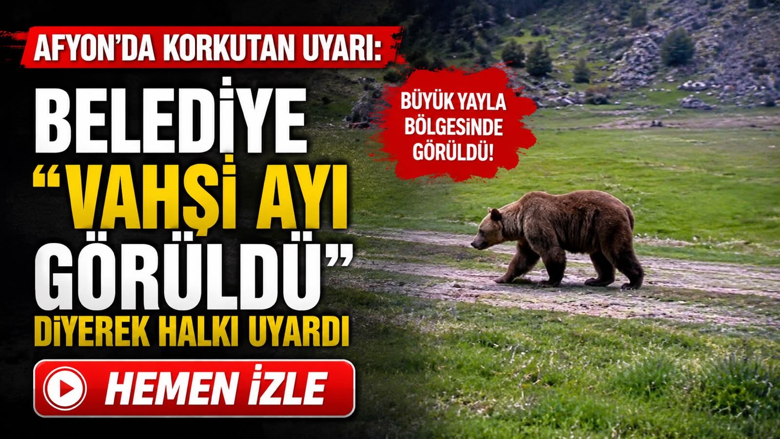 Afyon’da korkutan uyarı: Belediye “vahşi ayı görüldü” diyerek halkı uyardı