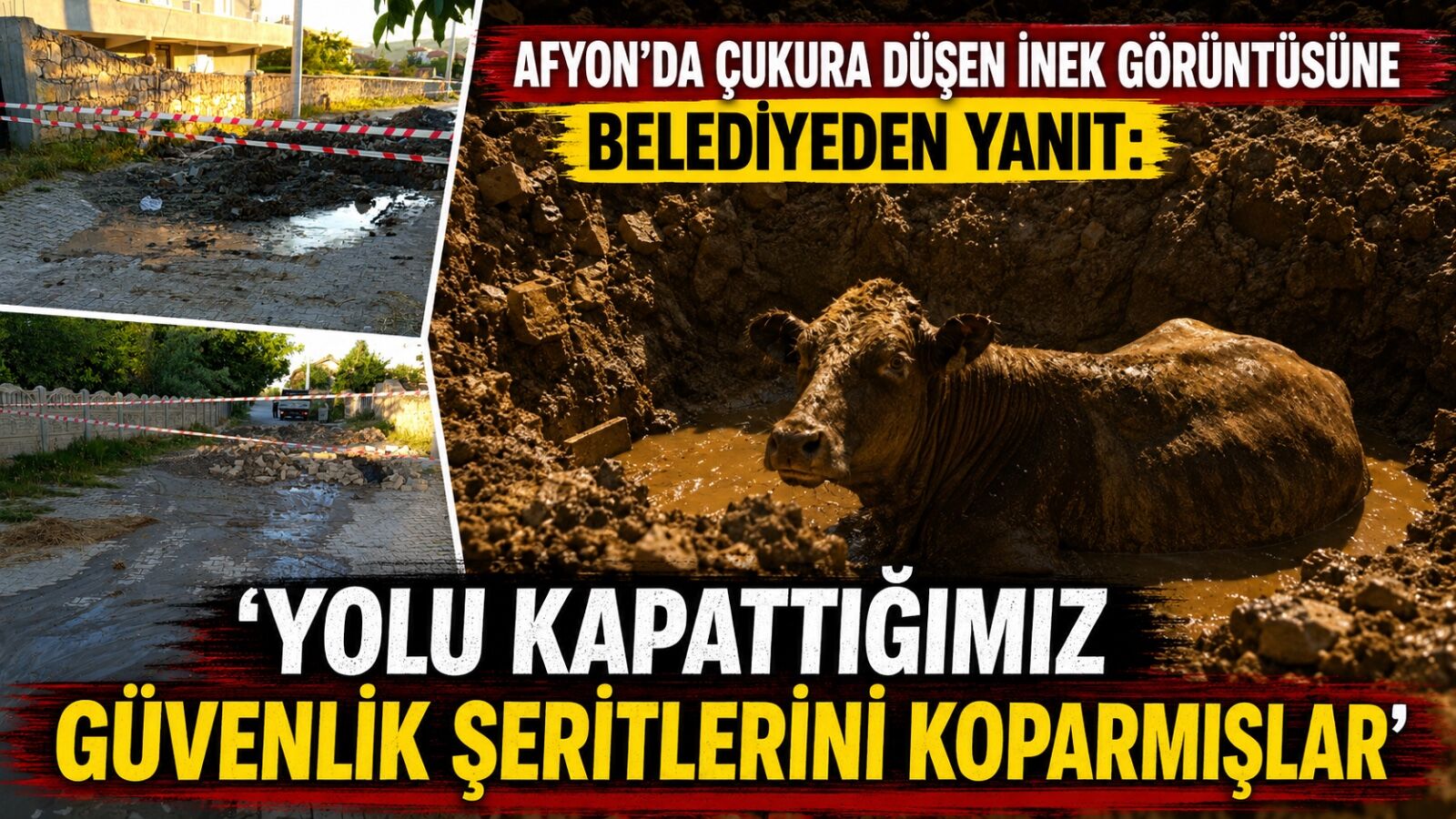 Afyon’da çukura düşen inek görüntüsüne belediyeden yanıt: “Yolu kapattığımız güvenlik şeritlerini koparmışlar”