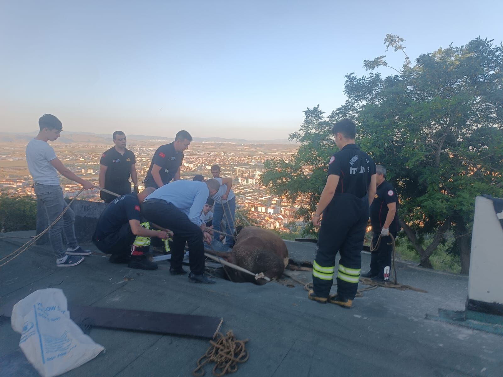 Afyon’da görenleri şaşkına çeviren olay: İnek çatıyı çökertti... İşte o anlar...
