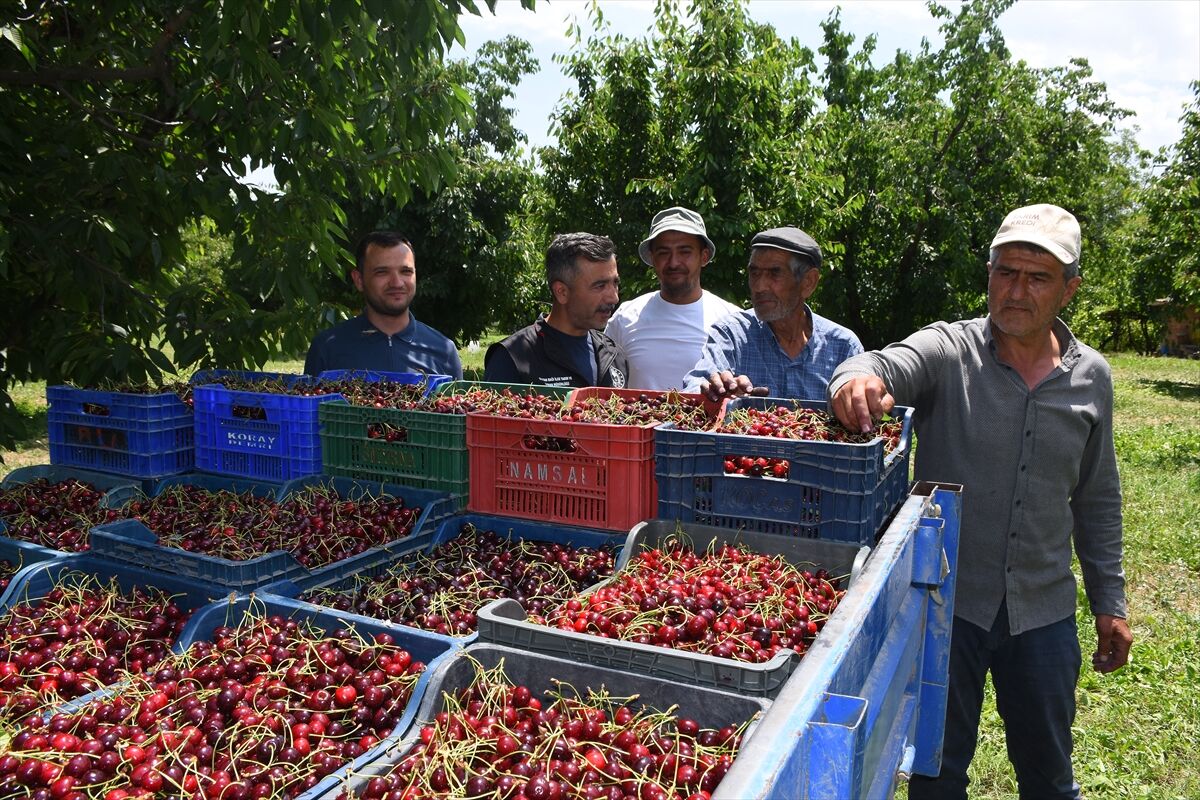 Afyon'da Napolyon Kirazı Bereketi: Rekolte Üreticinin Yüzünü Güldürdü