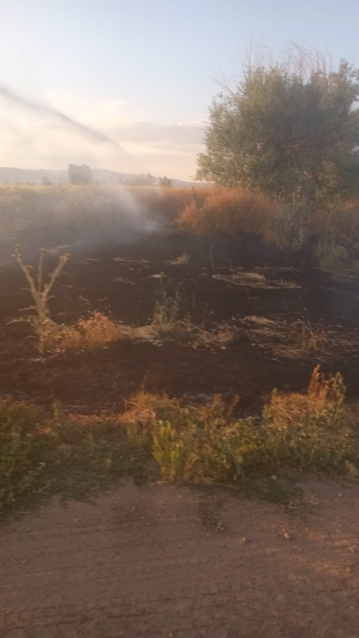 Afyon Şuhut'ta anız yangını: Alevler bir anda yayıldı, ürünler zarar gördü!