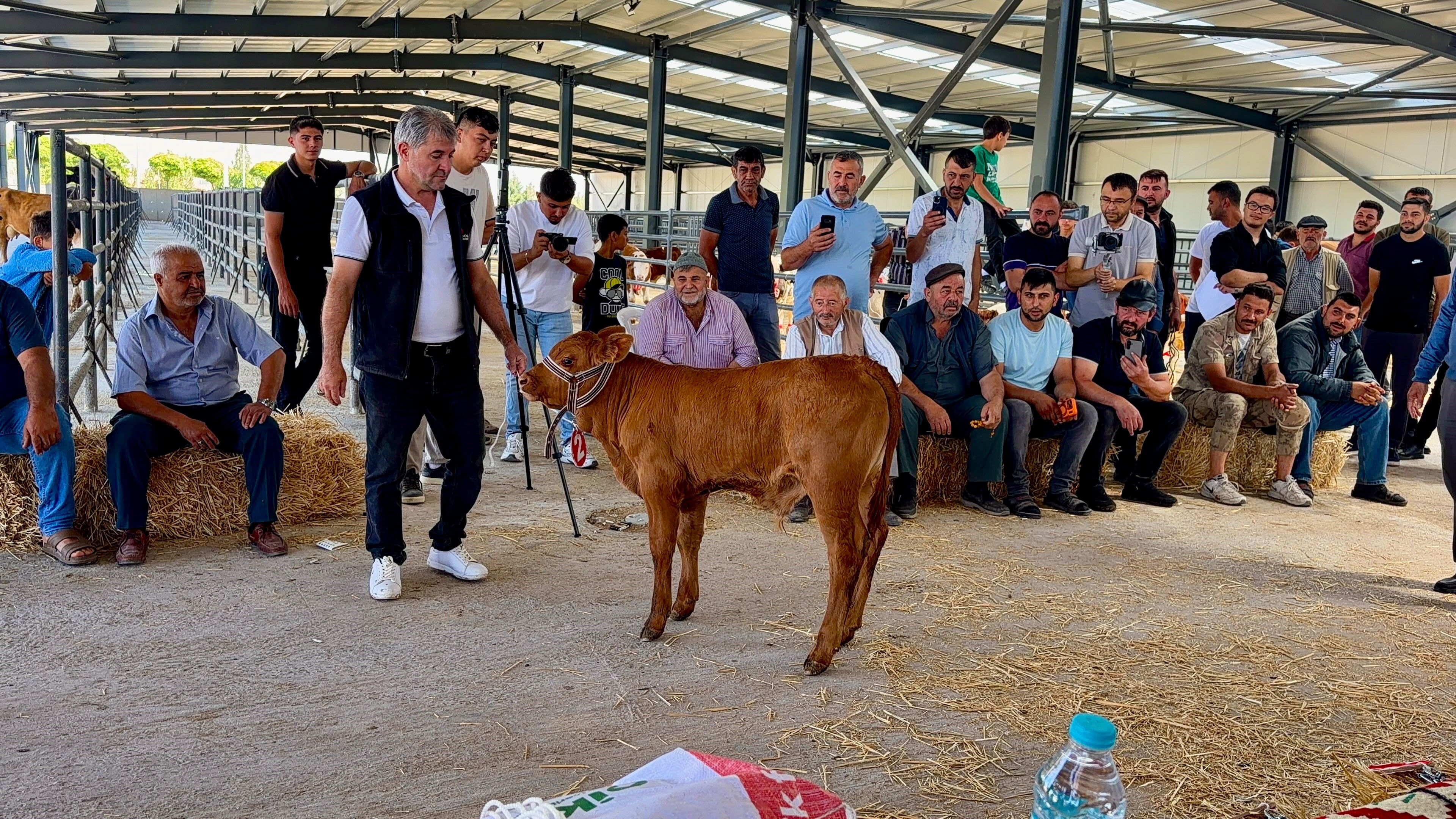 Afyon’da yılın en güzel buzağısı seçildi: Şampiyon henüz 40 günlük