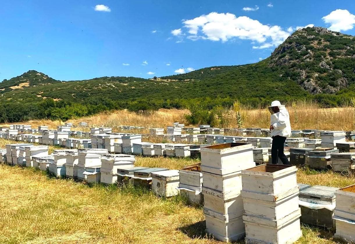 Afyon'da arılı kovan tespit ve güncelleme çalışmaları sürüyor