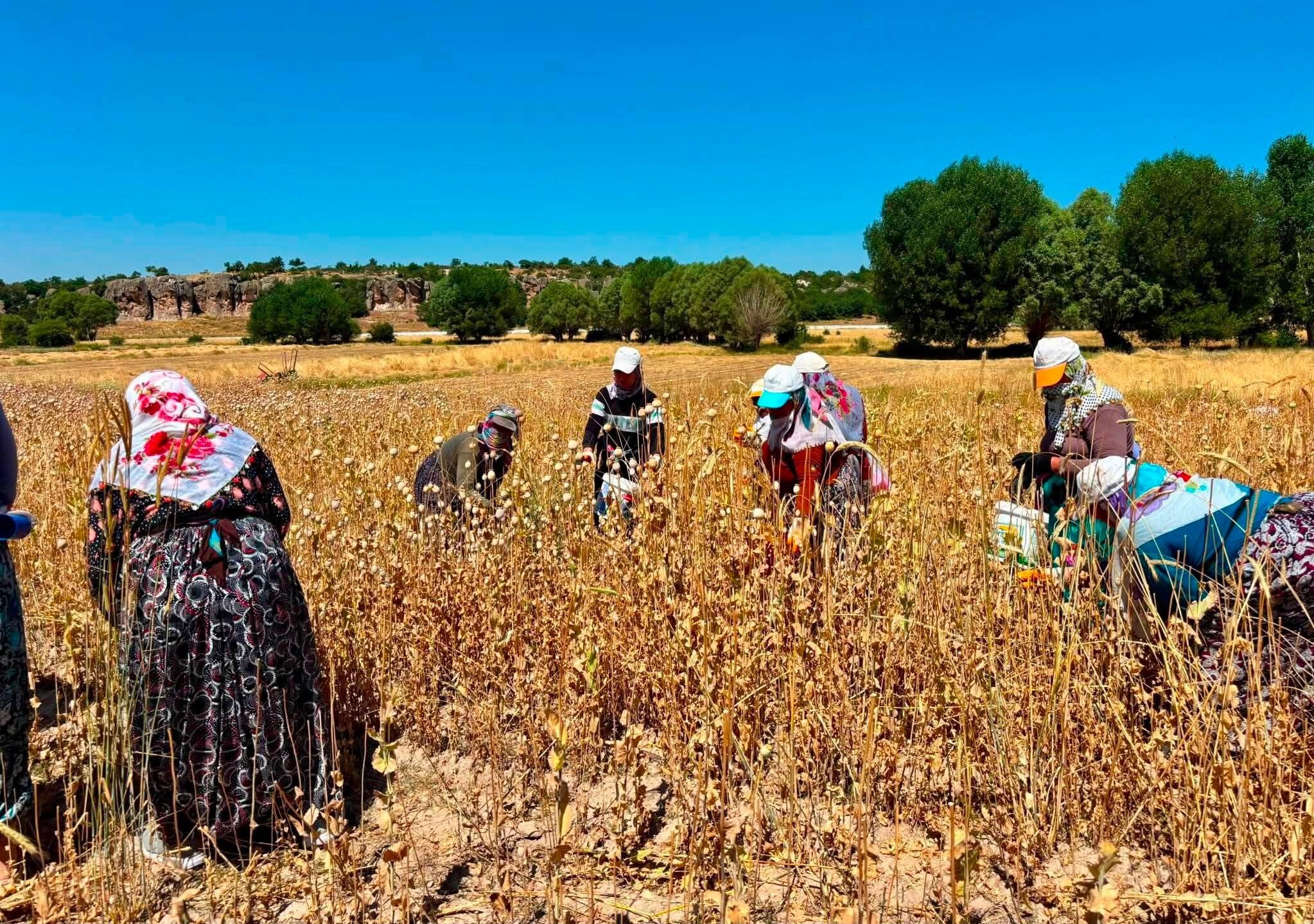 Afyon'da haşhaş hasadı devam ediyor: Üreticiler rekolteden memnun