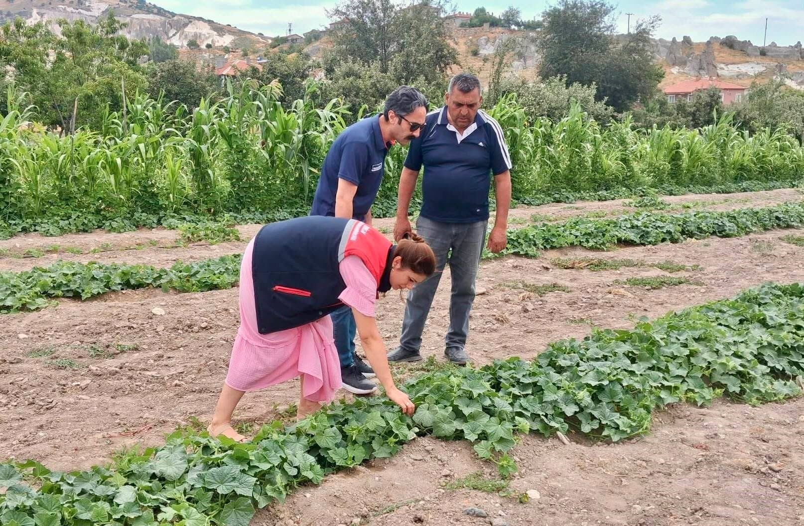 Afyon'da Barbunya ve Kornişon Tarlalarında Denetim
