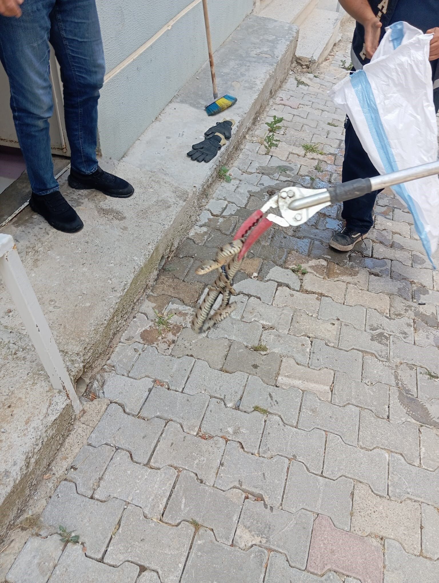 Afyon’da yılan paniği: Eve giren yılan için itfaiye seferber oldu