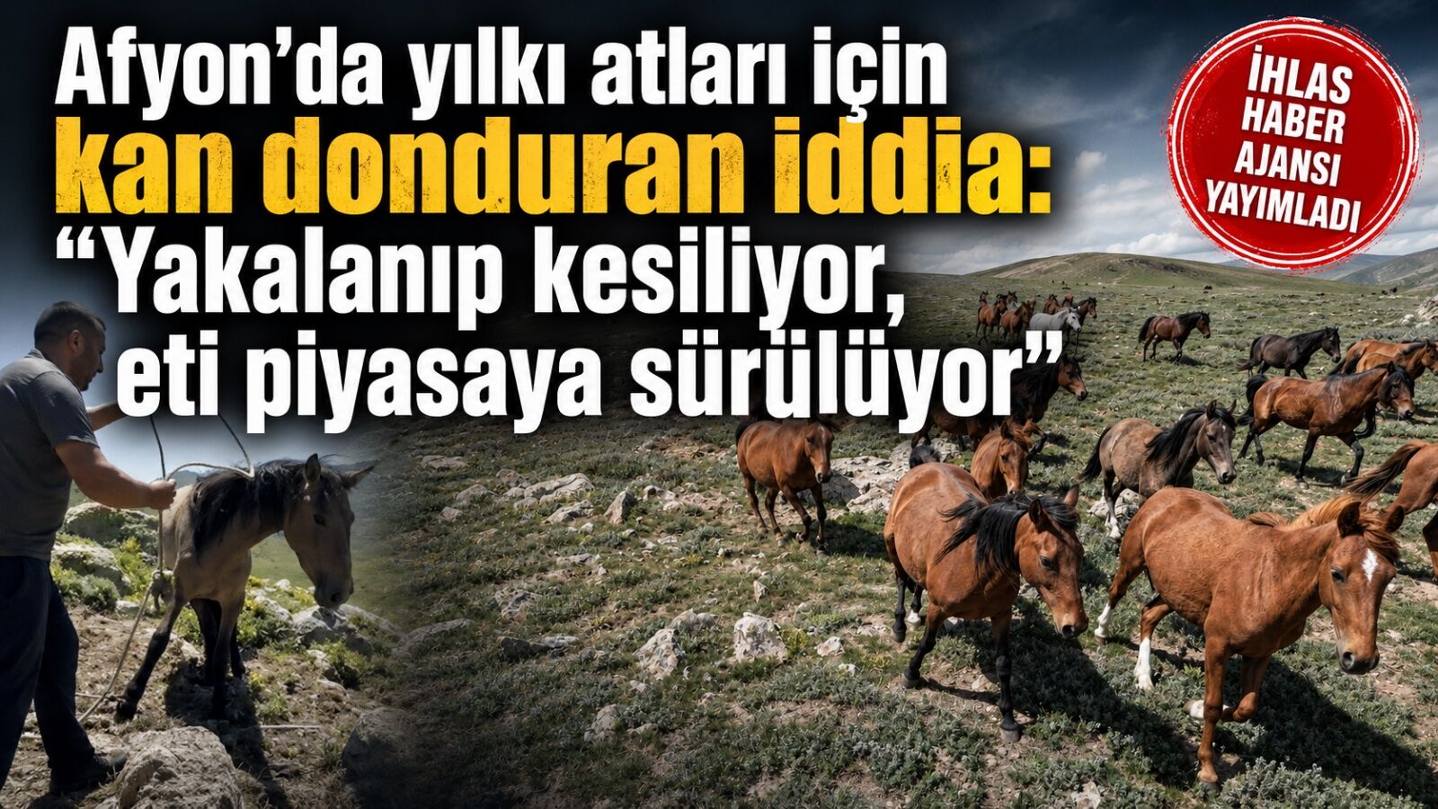 Afyon’da yılkı atları için kan donduran iddia: “Yakalanıp kesiliyor, eti piyasaya sürülüyor”