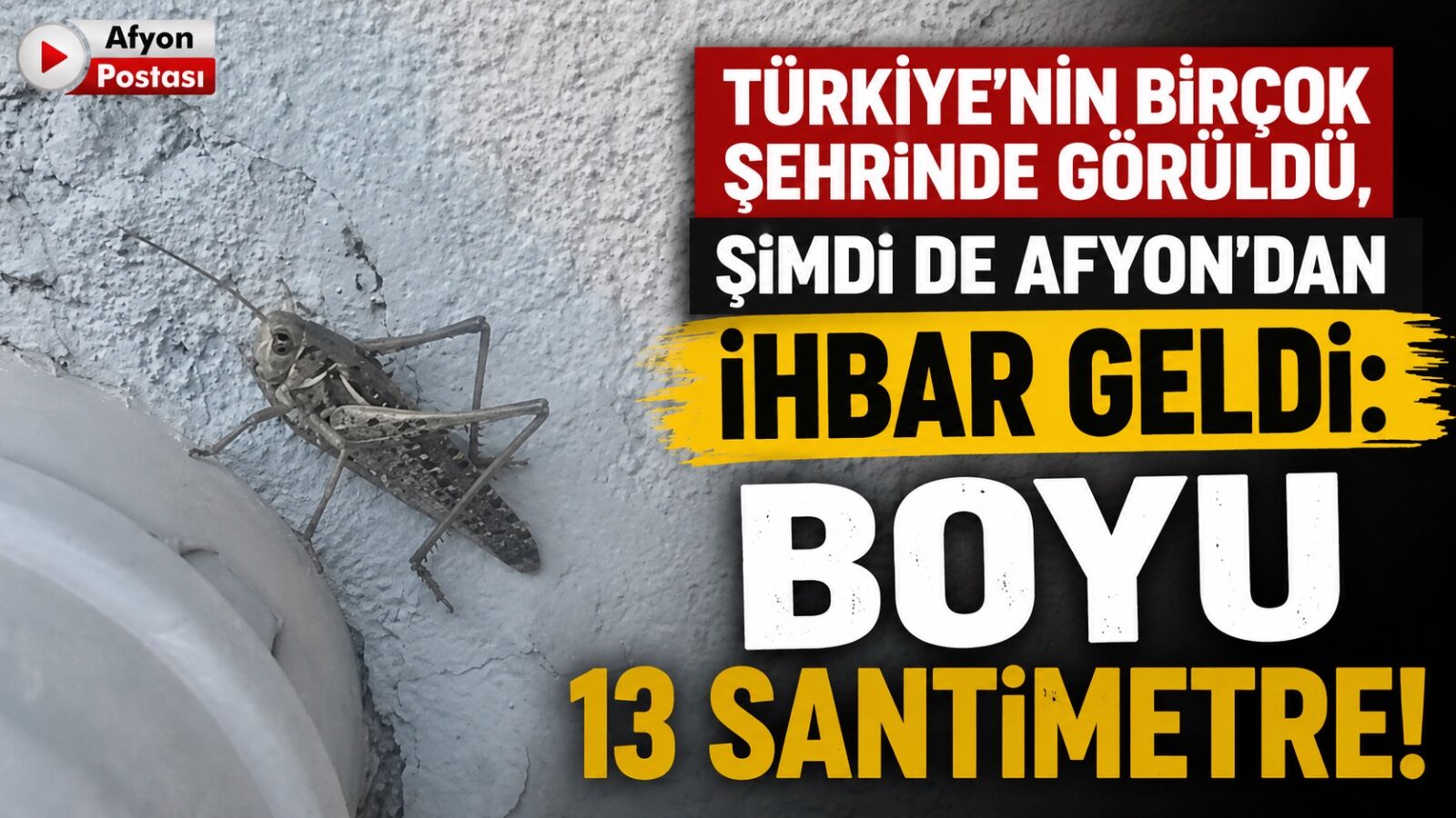 Türkiye’nin birçok şehrinde görüldü, şimdi de Afyon’dan ihbar geldi: Boyu 13 santimetre!