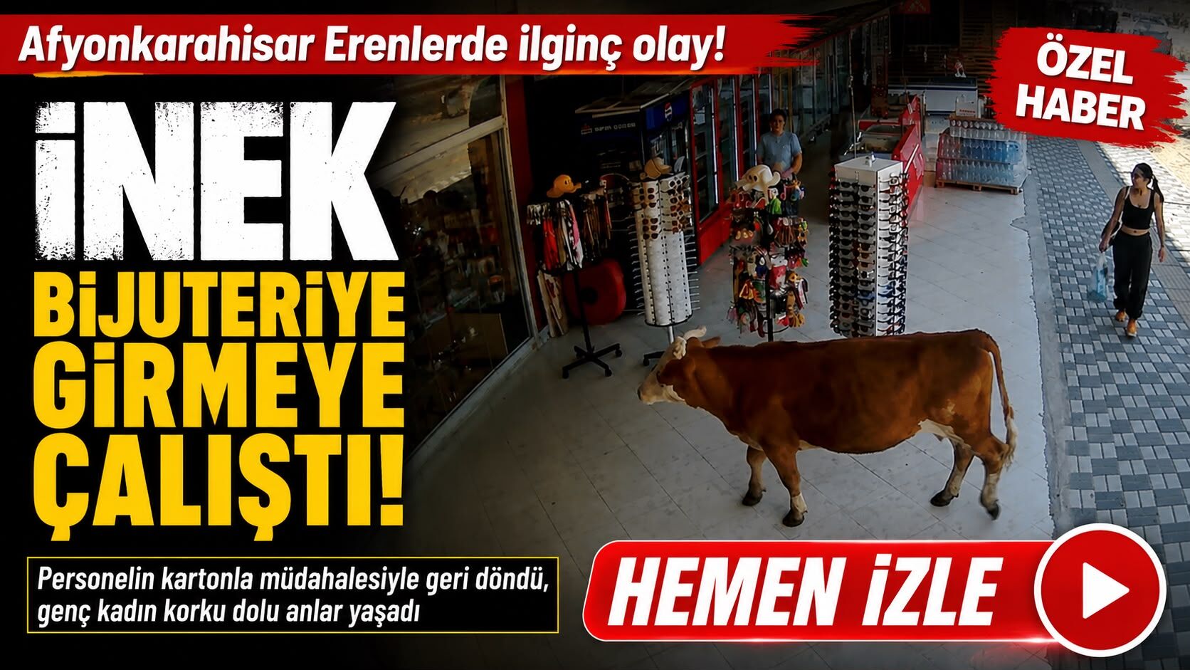 Afyon’da ilginç anlar: İnek bijuteriye girmeye çalıştı