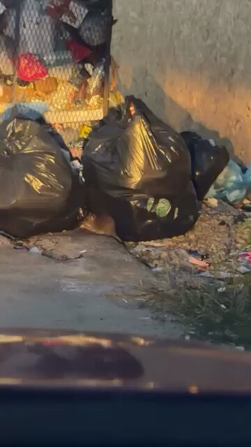 Afyon'da Uydukent halkı isyan ediyor: Sinekten sonra fareler bastı!