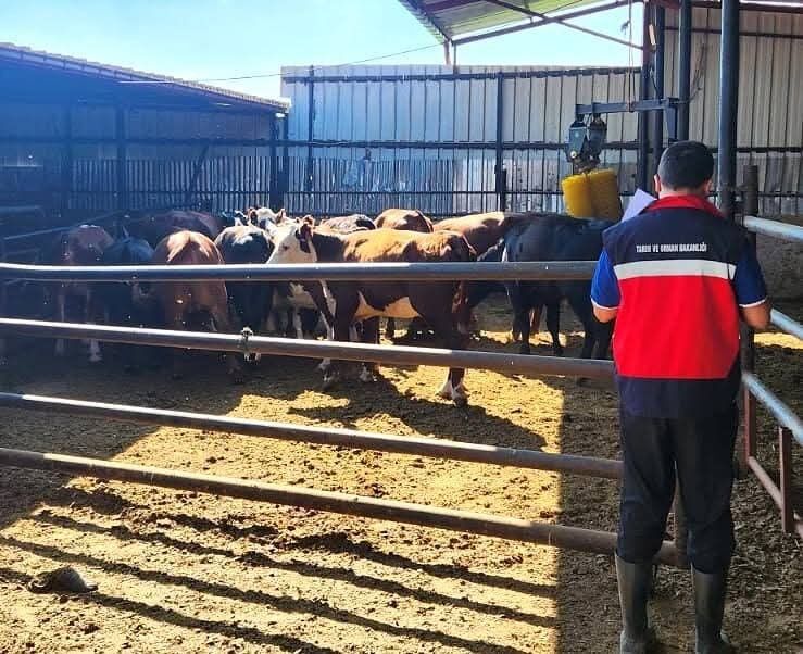 Afyon’un o ilçelerinde Büyükbaş Hayvancılık Destek Programı: Saha kontrolleri yapıldı