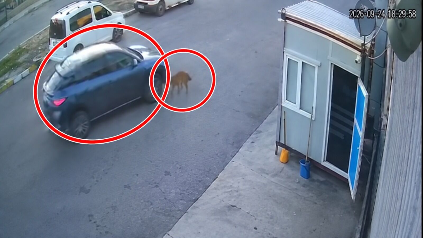 Afyon’da vicdanları yaralayan görüntü: Köpeğe çarpıp kaçtı