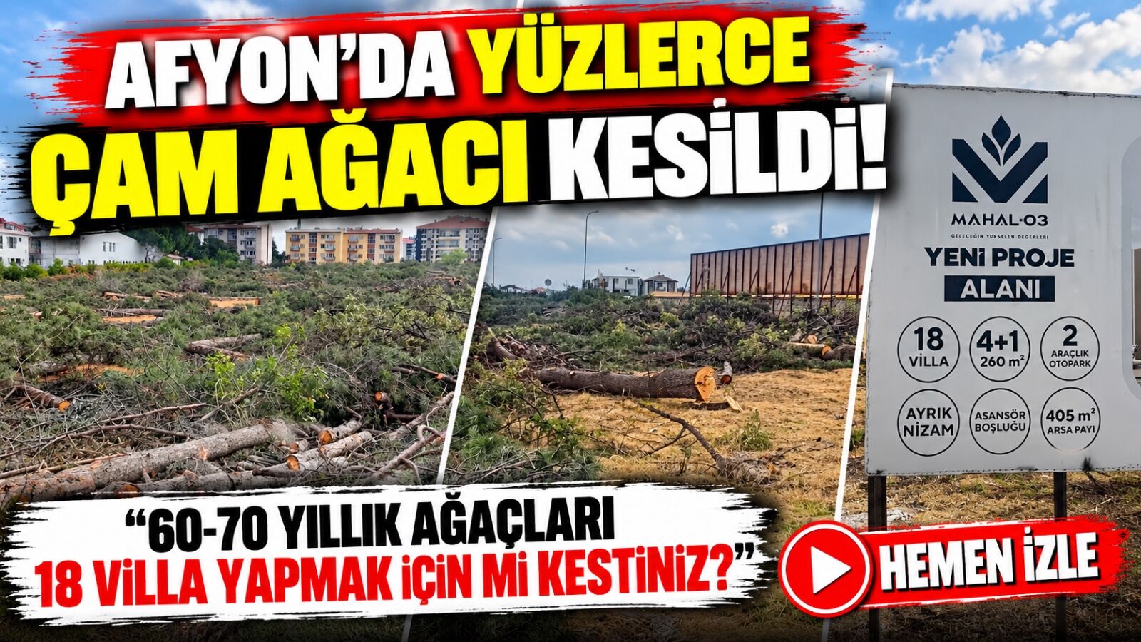 Afyon’da yüzlerce çam ağacı kesildi! “60-70 yıllık ağaçları 18 villa yapmak için mi kestiniz?”