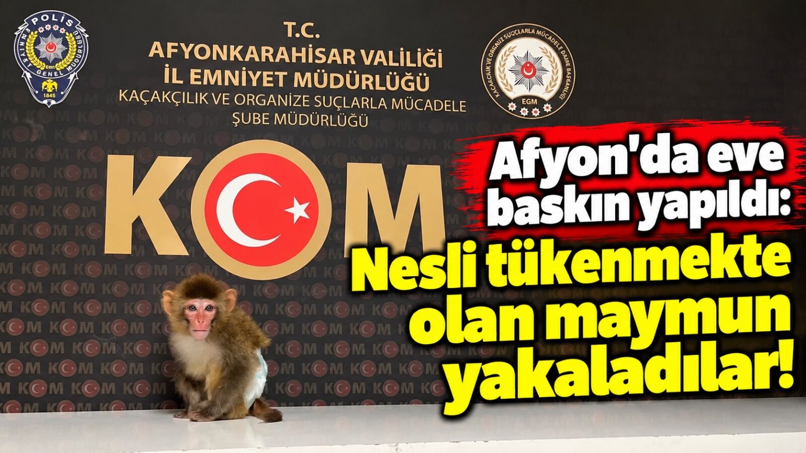 Afyon'da eve baskın yapıldı: Nesli tükenmekte olan maymun yakaladılar!