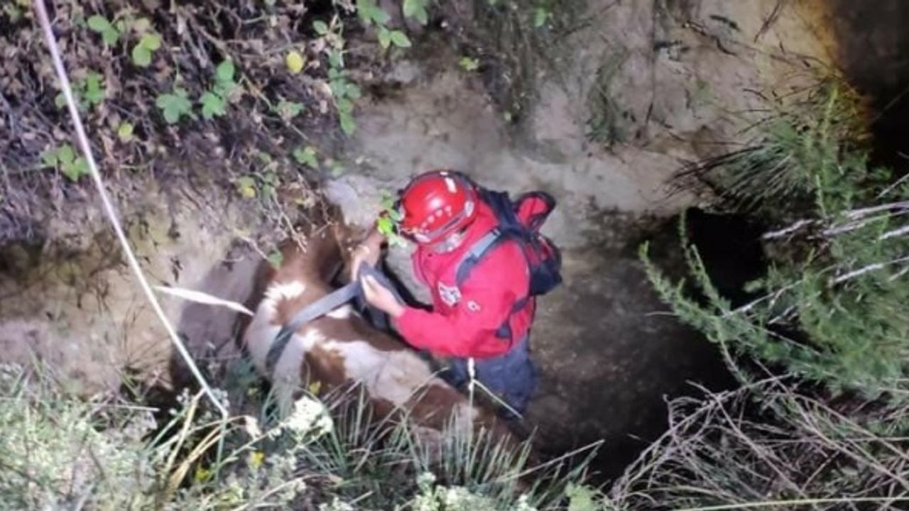 Afyon'da çukura düşen bir inek böyle kurtarıldı