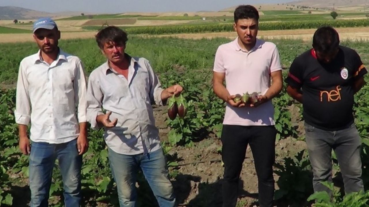 Afyonlu çiftçiler 100 yıllık tohumdan güre patlıcanı üretti