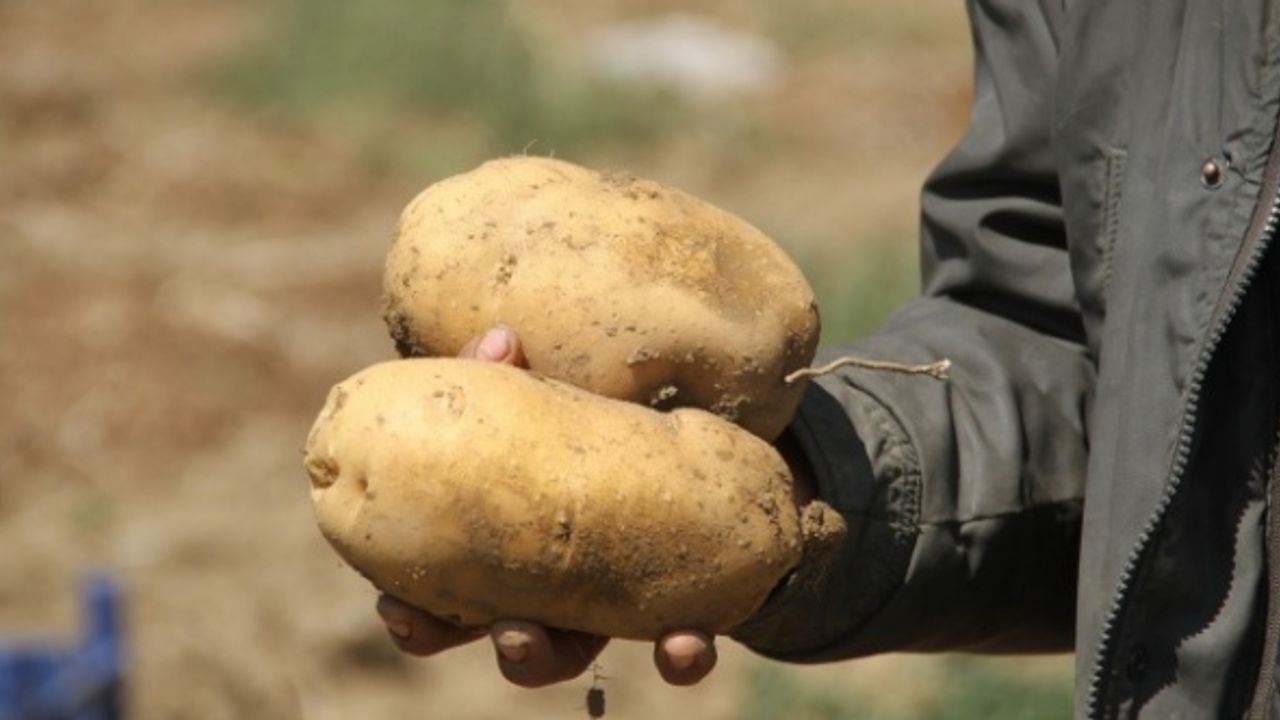 Afyon’da patates 90 kuruşa alınacak!