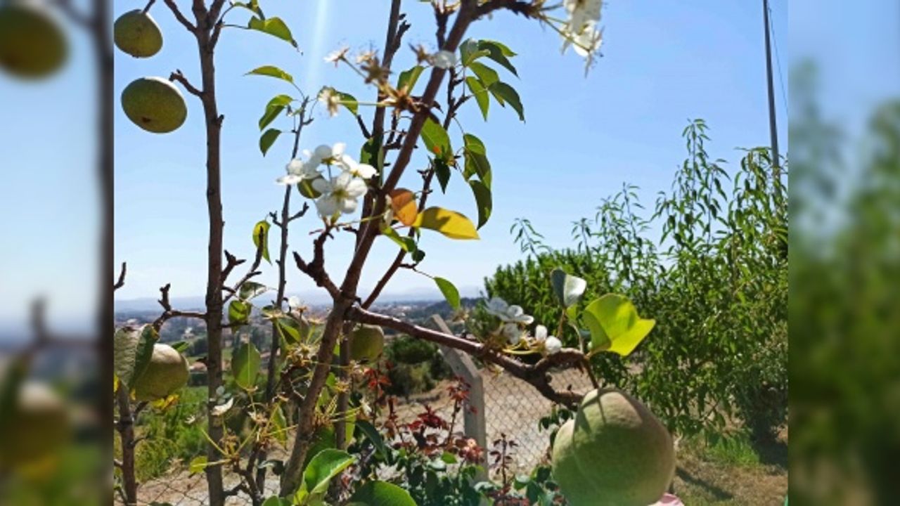 Ağustos ayında armut ağacı çiçek açtı, herkes şaşırdı