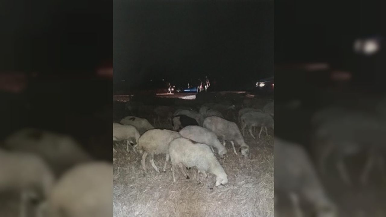 Kaybolan 40 koyun bakın nerden çıktı!