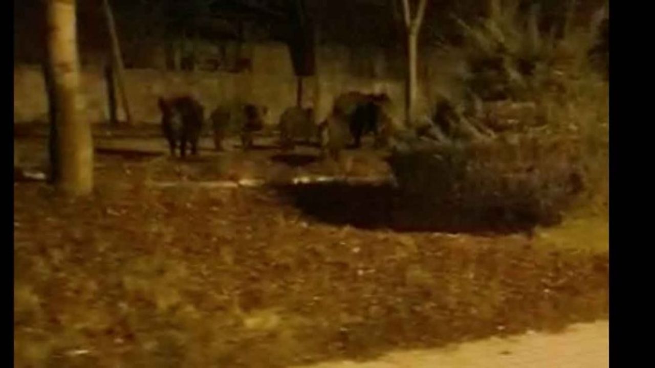 Afyon şehir merkezine domuz sürüsü indi!