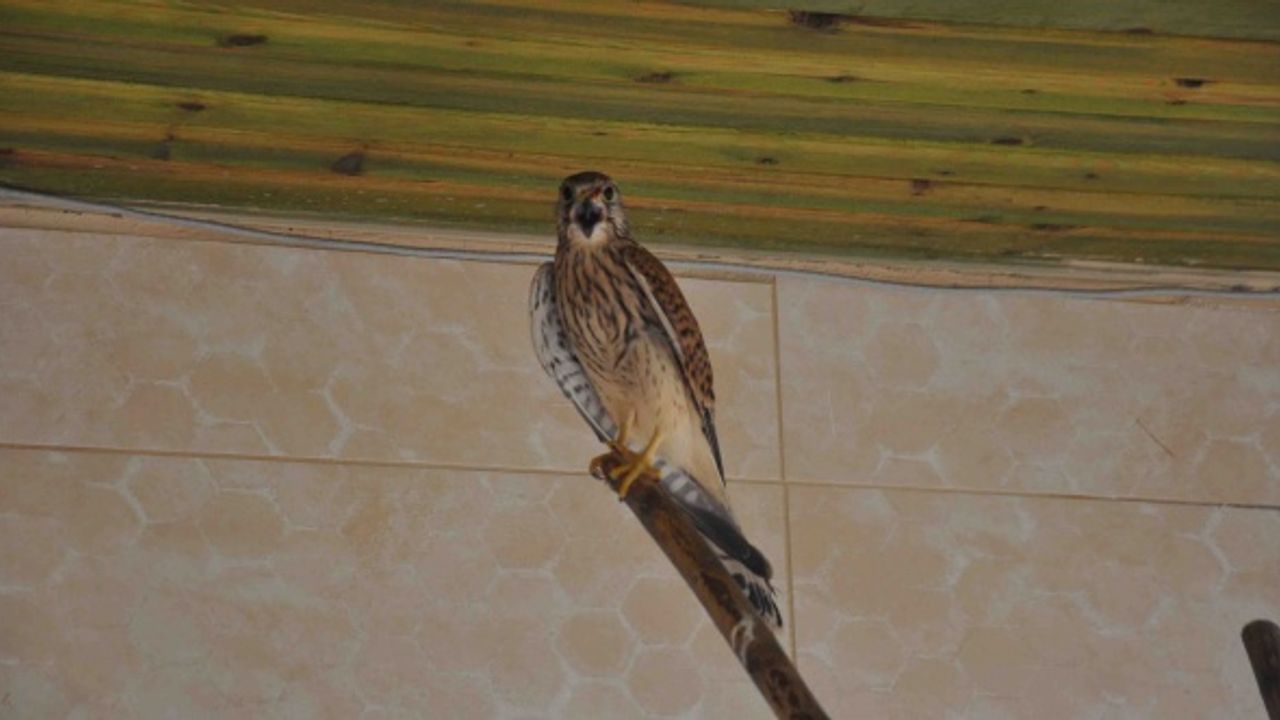 Afyon'da kerkenez kuşları doğaya salındı!