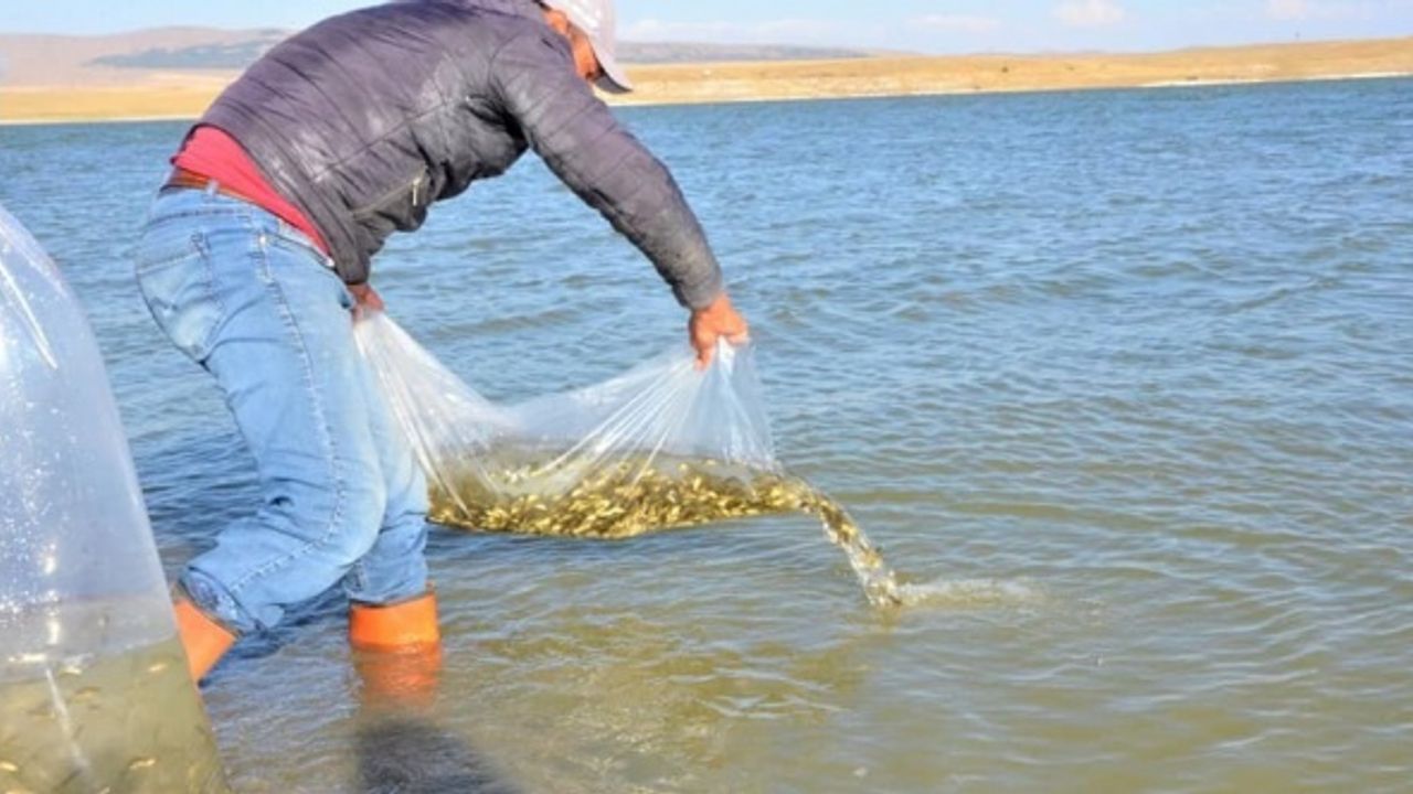 Afyon'daki göl ve göletlere 2 Milyon'a yakın balık yavrusu bırakıldı