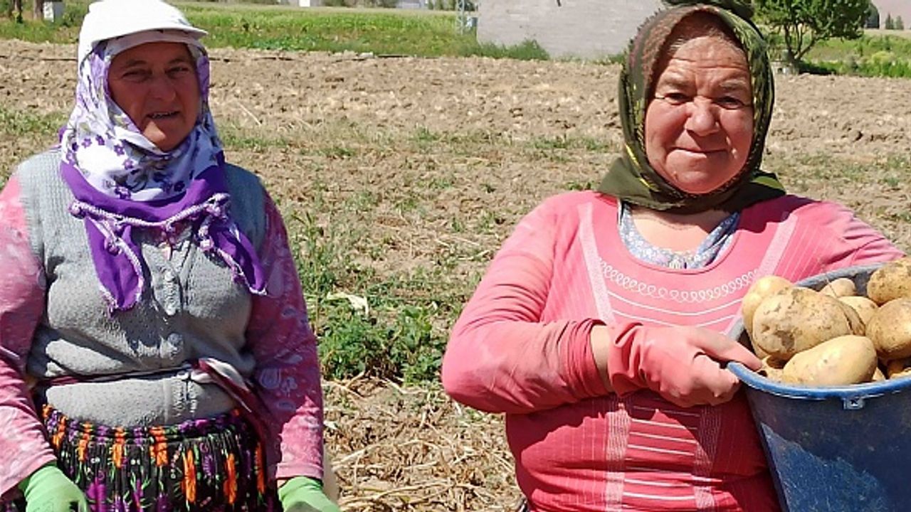 Afyon'da kışlık patates hasat ediliyor: Kilosu 1.90 Lira...