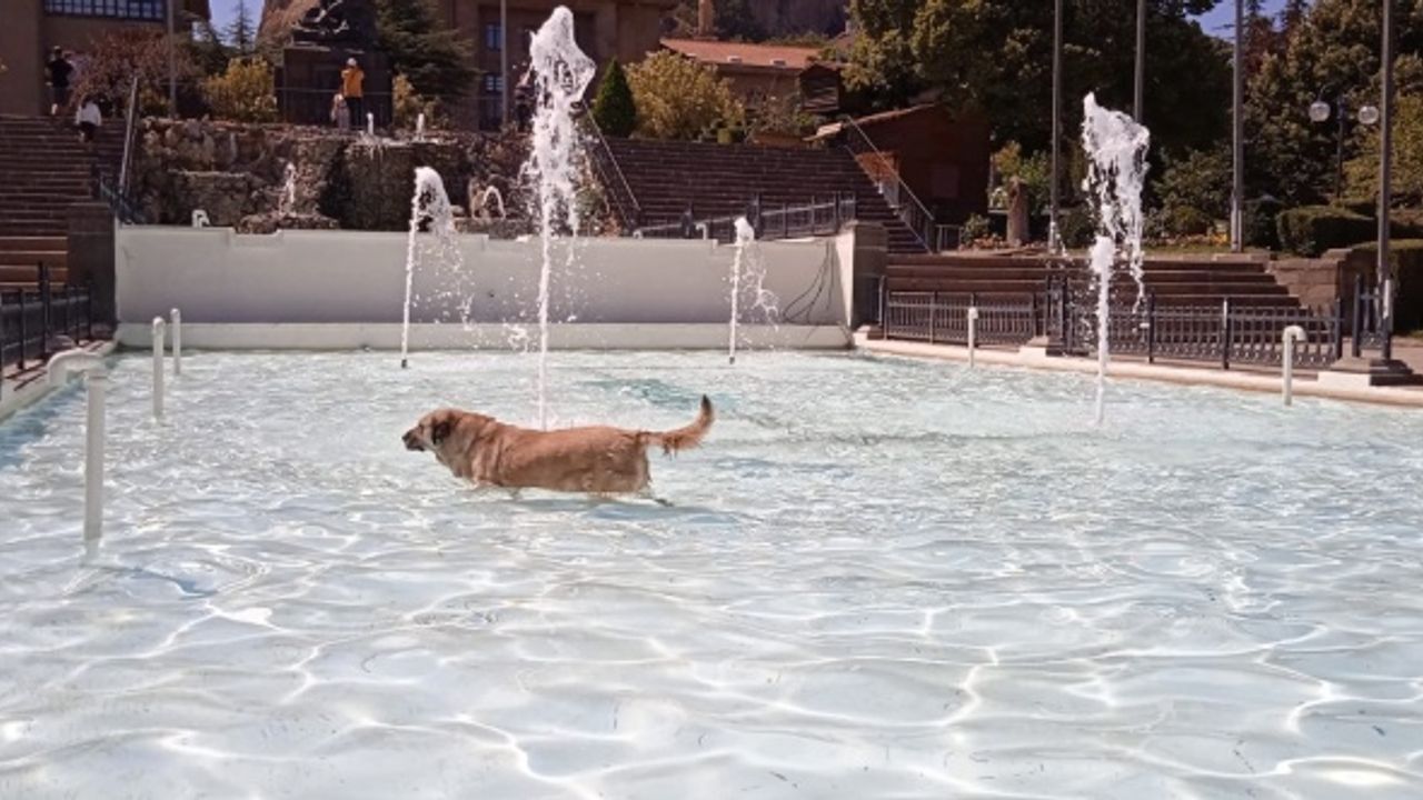 Afyon'da sıcaktan bunalan köpek süs havuzuna girdi!