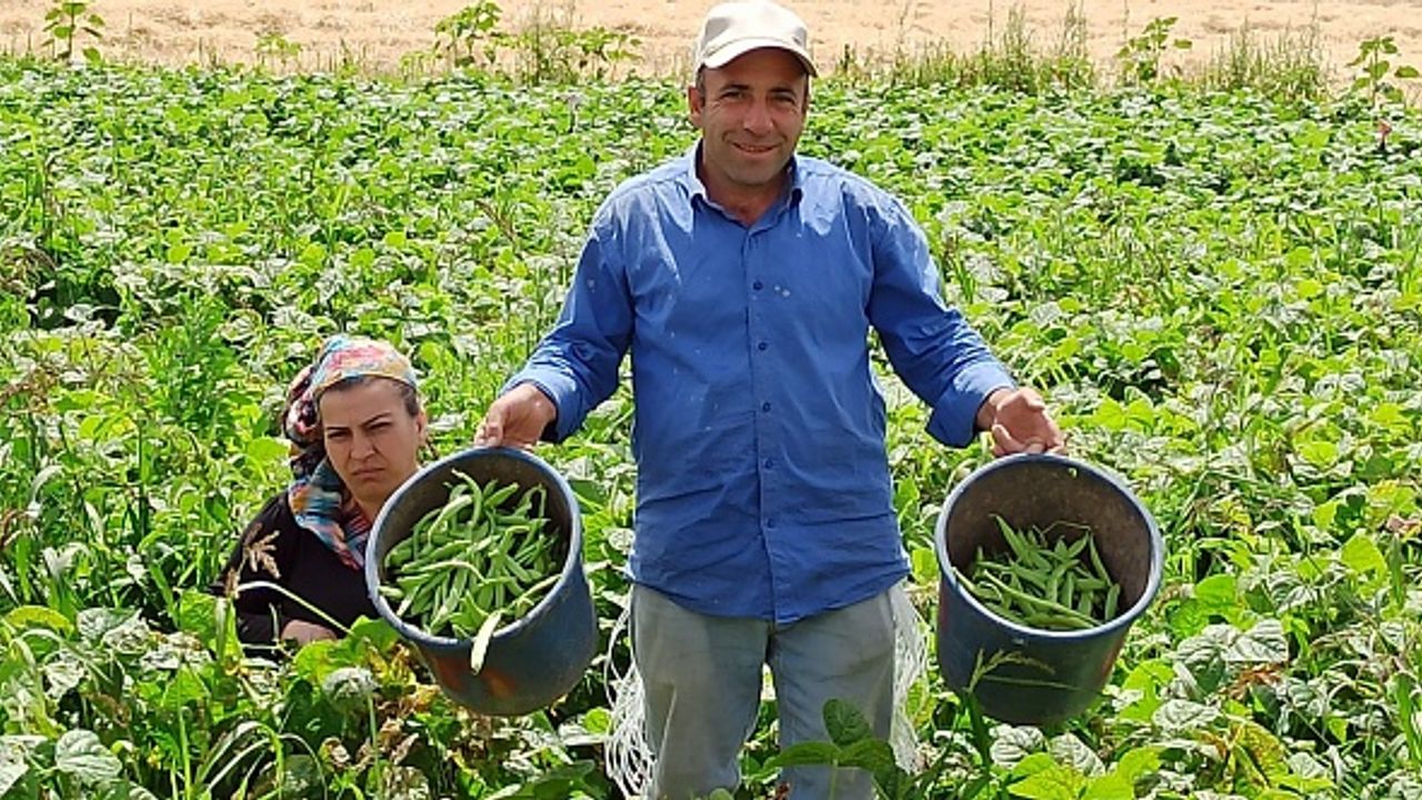 Afyon'da fasülye hasadı başladı! Üretici memnun, tarım işçileri dertli!