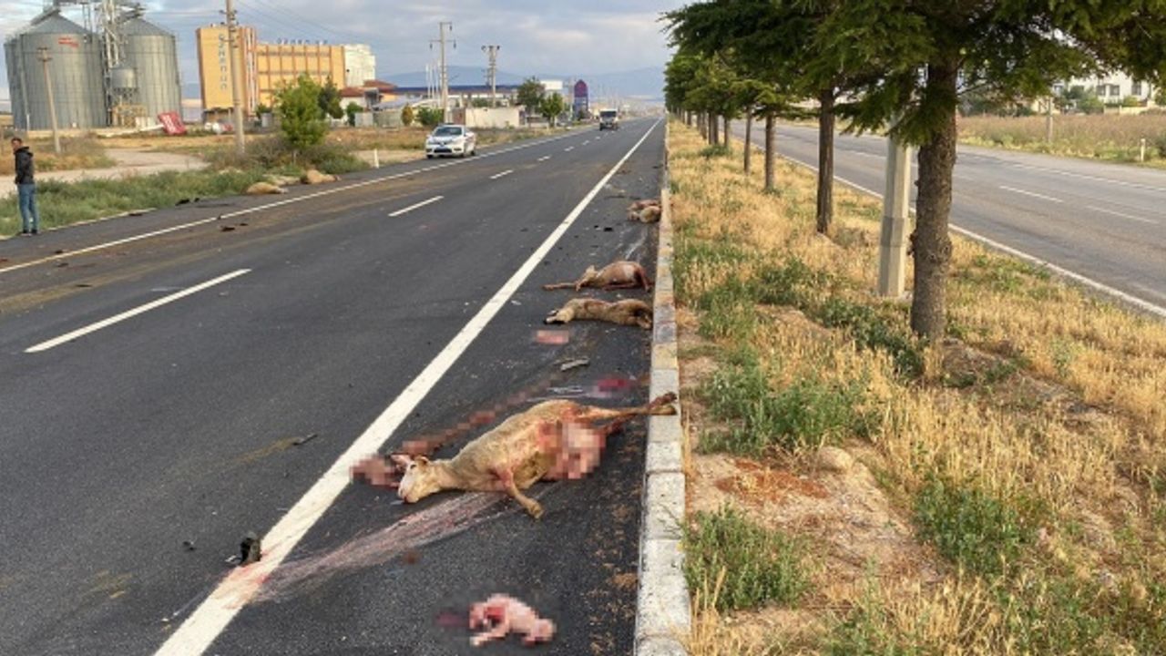 Afyon'da feci kaza: Otomobilin çarptığı hamile koyunun karnındaki kuzu dışarı fırladı