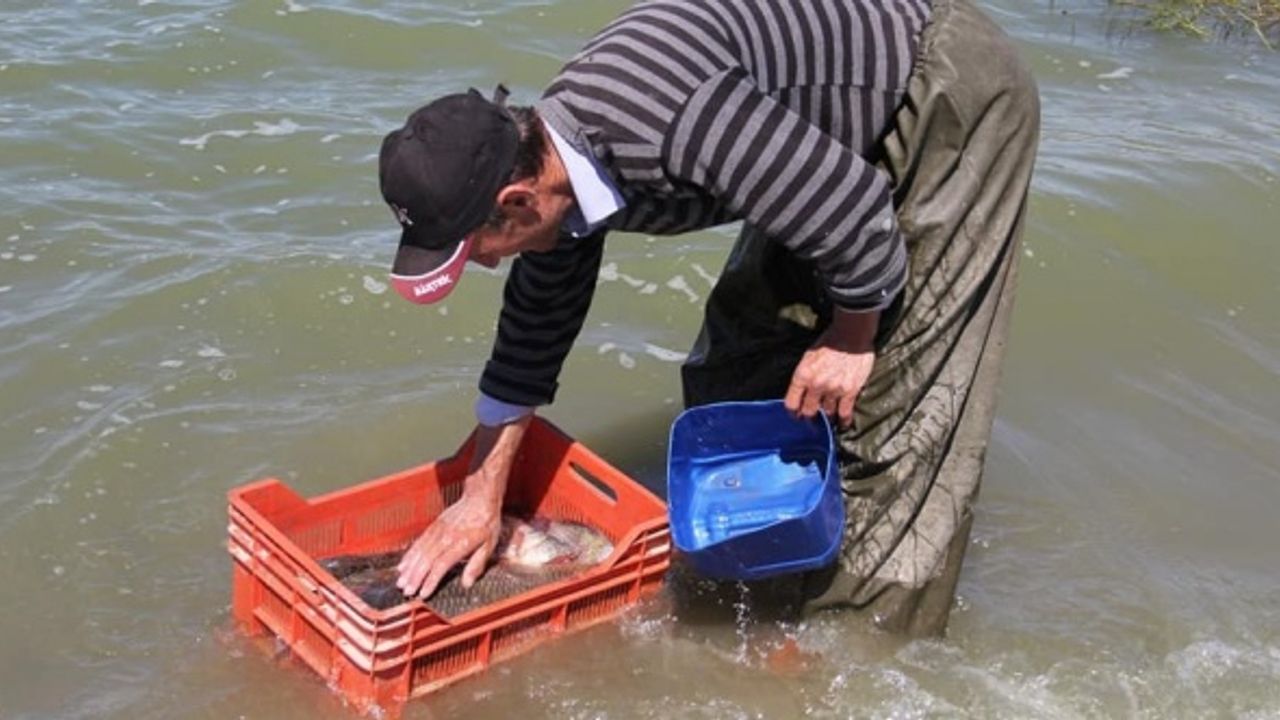 Afyon'daki bu barajda istilacı balık türü araştırılıyor!