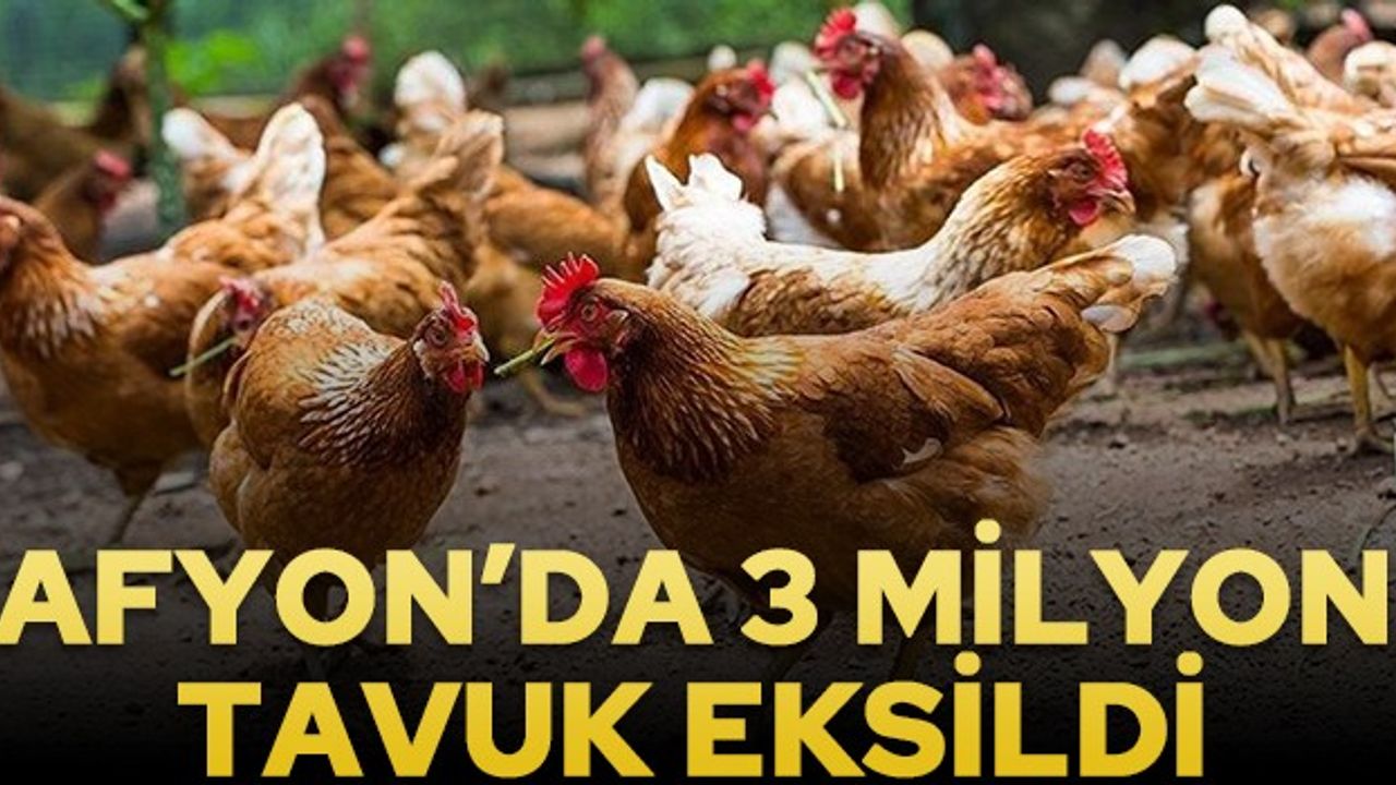Afyon'da 3 Milyon yumurta tavuğu azaldı