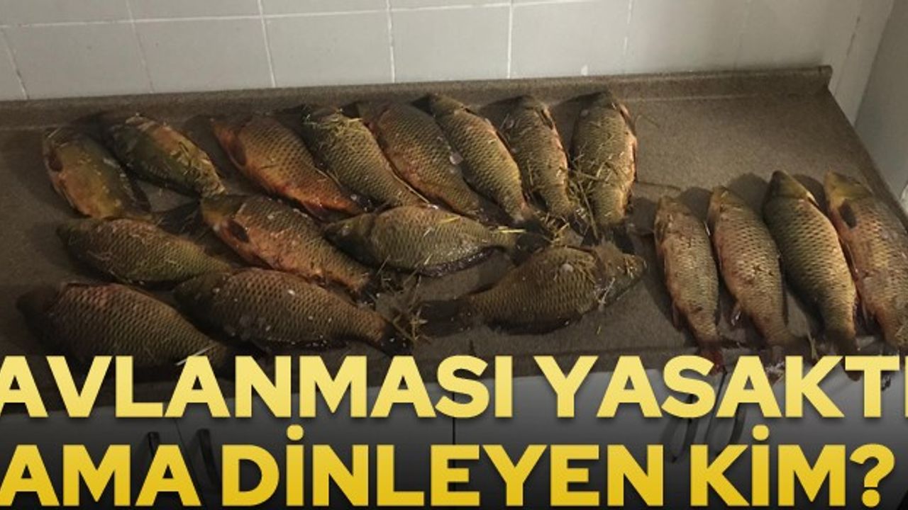 Dinar'da avlanması yasak balıkları avladılar