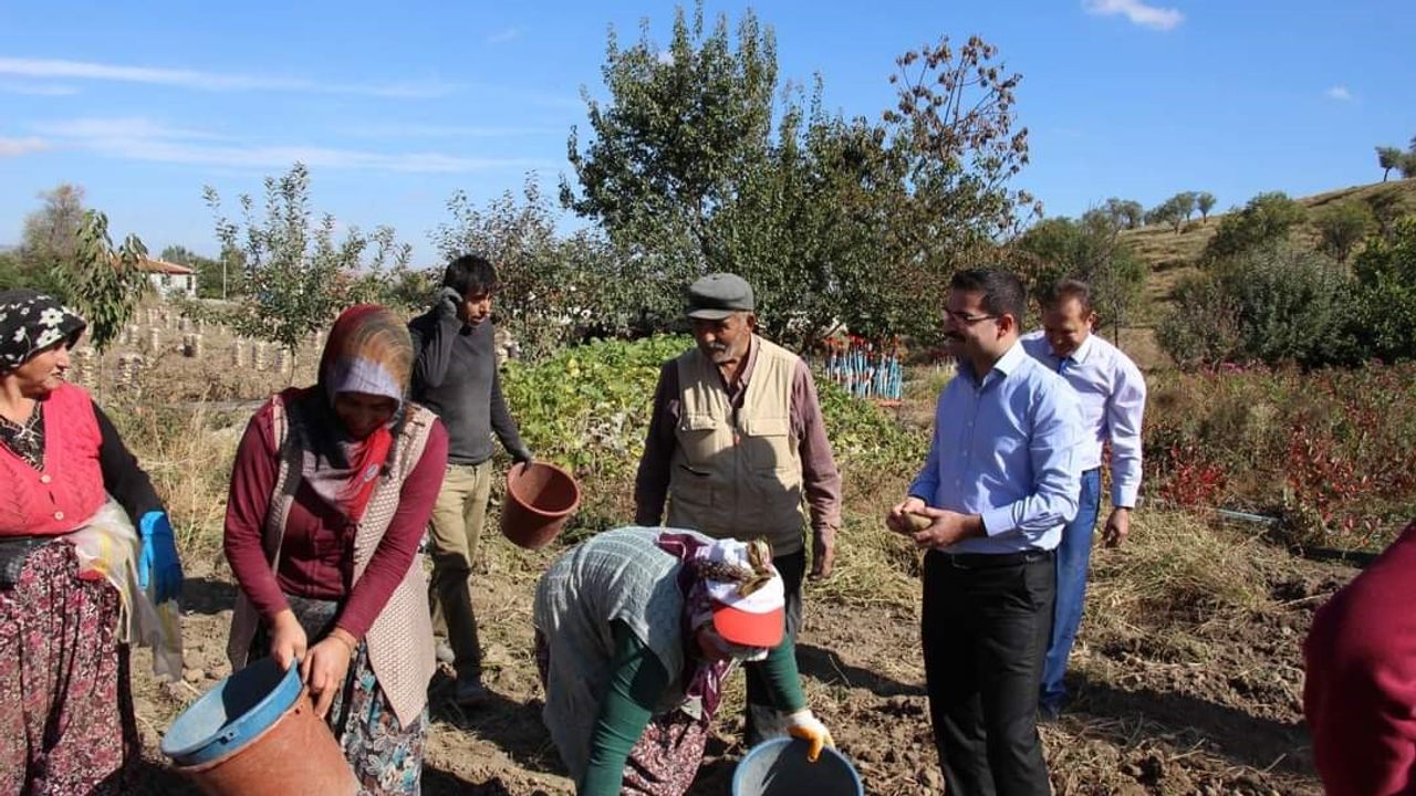 Kaymakam Harun Reşit Han Şuhut'ta kadın işçilerle patates topladı