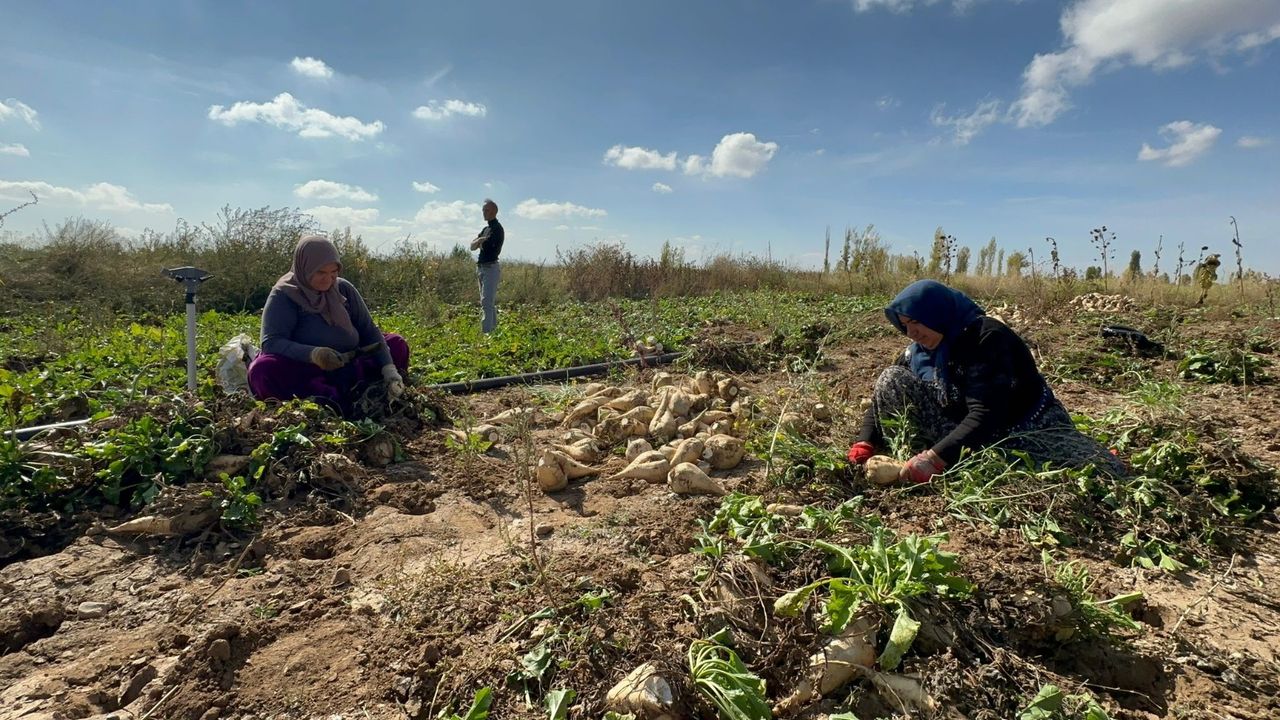 Afyon'da pancar sökümü: hasat devam ediyor
