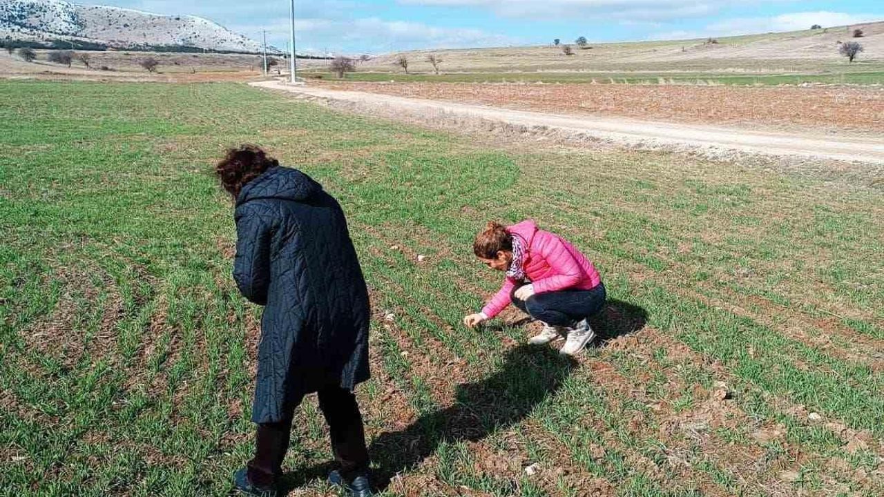 Afyon'un Bayramgazi köyünde hububat ekili alanlar incelendi