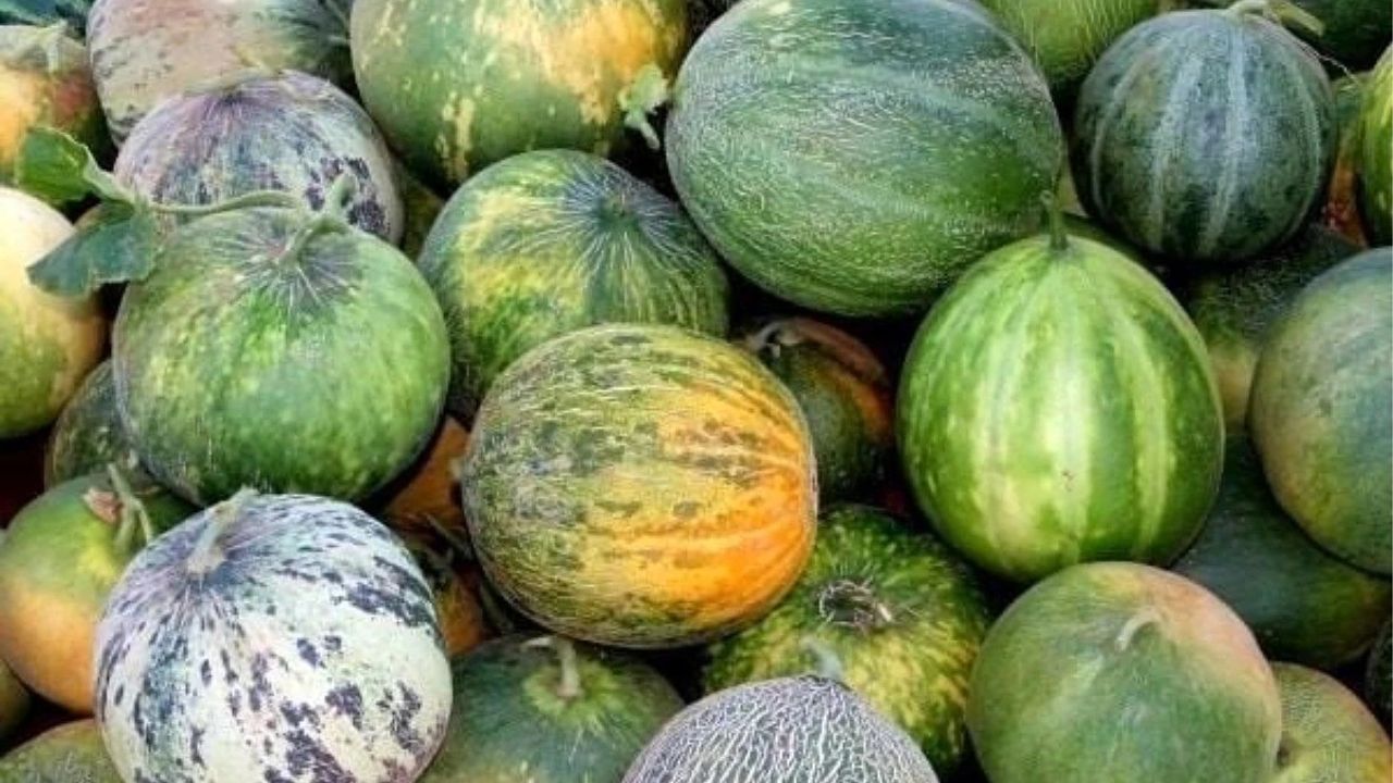 Karahallı Kavunu Uluslararası Lezzet Kataloğu Ark of Taste listesine kabul edildi