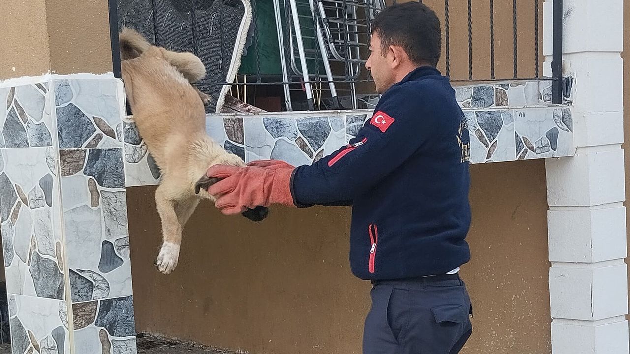 Afyon Ataköy'de balkon demirine sıkışan köpek kurtarıldı