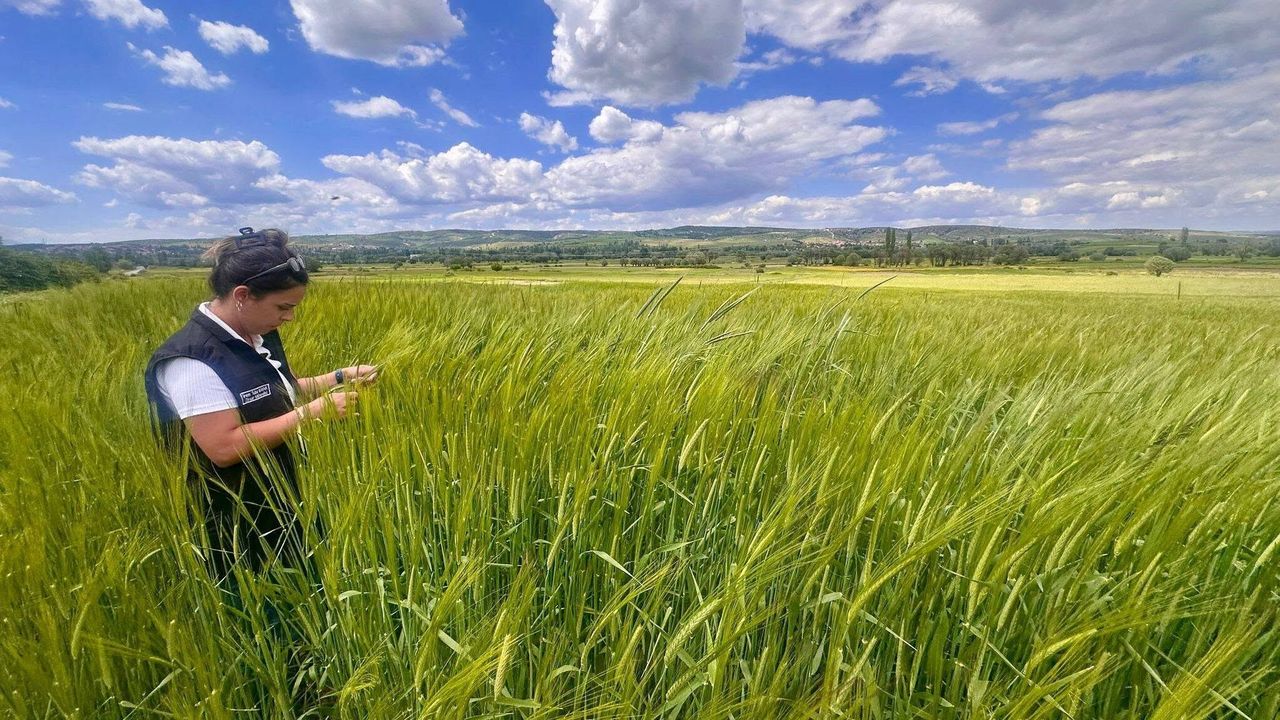Afyon'da bitkisel üretim için saha denetimi: Hastalık kontrolü devam ediyor