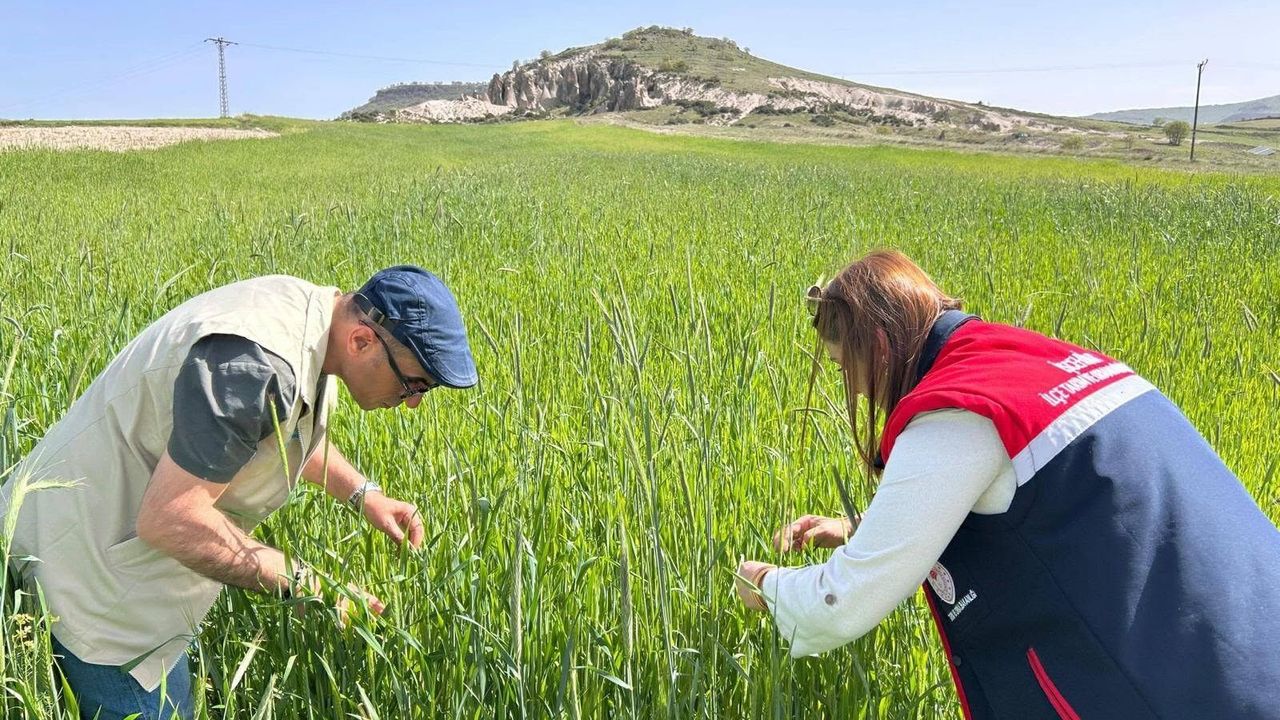 Dazkırı, Hocalar, İscehisar ve Sultandağı'nda Hububat Tarlal