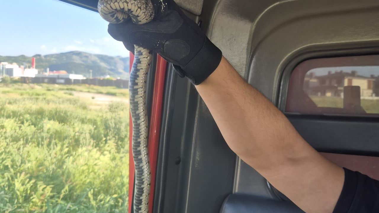Afyon'da evde yılan paniği: Gören şok oldu!