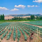 Afyon’un o ilçesi brokoli üretim merkezi oluyor