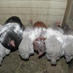 Tavuk biti nedir, nasıl anlaşılır? Kümesi istila eden küçük tehlike