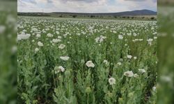 Afyon’da bu yıl en çok haşhaş Dinar’da ekildi