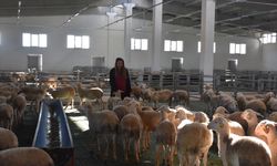 Afyonlu gıda mühendisi işinden istifa edip koyun çiftliği kurdu!